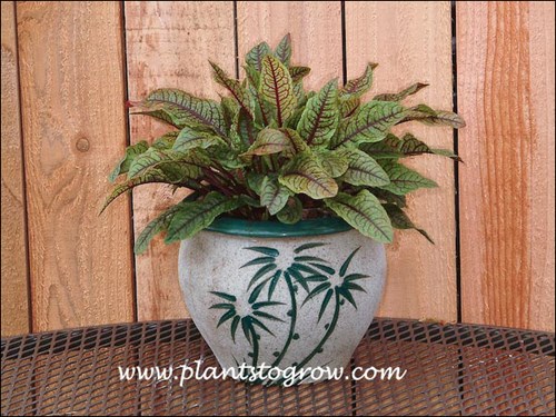 Red Veined Dock (Rumex sanguineus) 
I grew this plant in a pot during the summer than in late fall planted it in the garden.  Lasted for about three years.